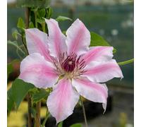 Marshalls Garden Clematis Plant 'nelly Moser' 2 Litre Plant