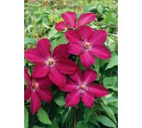 Marshalls Garden Clematis Plant 'rouge Cardinal' 3 Litre Plant