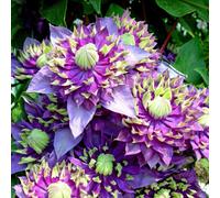 Marshalls Garden Clematis Plant 'taiga' 3 Litre Plant