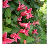 Marshalls Garden Clematis Plant 'texensis Princess Diana' 3 Litre Plant