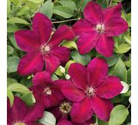 Marshalls Garden Clematis Plant 'westerplatte' 2 Litre Plant
