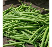 Marshalls Garden Climbing French Bean Seeds 'cobra' (100 Seeds)