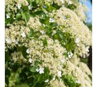 Marshalls Garden Climbing Hydrangea 'petiolaris' - Pack Of 3 X 9Cm Plants Rhs Agm