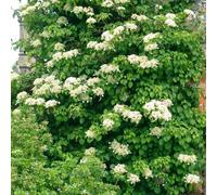 Marshalls Garden Climbing Hydrangea Plant 'petiolaris' 9Cm Plant