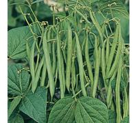 Marshalls Garden Cobra French Bean Climbing Seeds Pack Of 3 150 Seeds