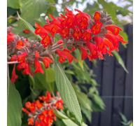 Marshalls Garden Colquhounia Coccinea 'nepalese Flame' - Hardy Evergreen Semi-Evergreen Shrub, Orange-Red Tubular Flowers, 3 X 9Cm