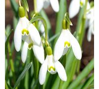 Marshalls Garden Common Snowdrop (Galanthus Nivalis) Bulbs In The Green, Shade-Loving, Scented X 25
