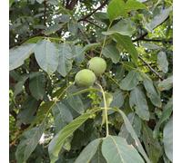 Marshalls Garden Common Walnut (Juglans Regia) Bare-Root, 2-Year Specimen Bare Root