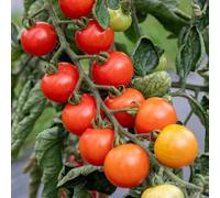 Marshalls Garden Consuelo Tomato Seeds 15 Pack