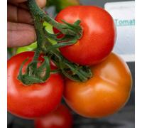 Marshalls Garden Cordon Tomato Seeds 'alicante' - 75 Seeds Rhs-Recommended