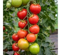 Marshalls Garden Cordon Tomato Seeds Moneymaker - 70 Seeds