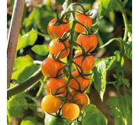 Marshalls Garden Cordon Tomato Seeds Sungold F1 High-Yield Super-Sweet Salad Tomato 15 Seeds