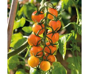 Marshalls Garden Cordon Tomato Seeds Sungold F1 High-Yield Super-Sweet Salad Tomato 15 Seeds