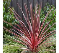 Marshalls Garden Cordyline 'charlie Boy' , Variegated Burgundy And Cerise Pink Foliage, Evergreen Feature Plant (3 X 9Cm).