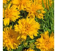 Marshalls Garden Coreopsis 'double The Sun' - Hardy Double Yellow Perennial For Pots And Borders 2 Litre Plant
