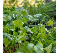 Marshalls Garden Coriander Seeds 'calypso' Slow-To-Bolt Cut-And-Come-Again Variety 120 Seeds
