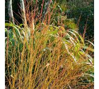 Marshalls Garden Cornus Sanguinea 'midwinter Fire' 9Cm Plant