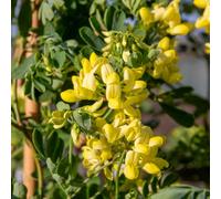 Marshalls Garden Coronilla 'glauca Citrina' Fragrant Evergreen Shrub 800mm 9Cm Plant