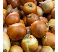 Marshalls Garden Corrado Heat-Prepared Spring Onion Sets, Approx. 65-75