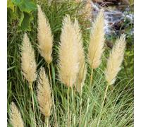 Marshalls Garden Cortaderia Selloana 'tiny Pampa' - Dwarf Pampas Grass, Cream Plumes, Compact, Hardy, 9Cm