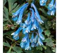 Marshalls Garden Corydalis 'blue Heron' - Compact Hardy Shade Perennial With Bright Blue Fragrant Flowers 6 Jumbo Plugs