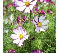 Marshalls Garden Cosmos Seeds 'tip Top Picotee' - Pink & White Annual, Pack Of 100 Seeds