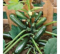 Marshalls Garden Courgette Seeds Black Forest F1 Climbing Variety, High Yield, 6 Seeds
