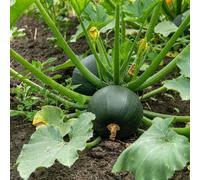 Marshalls Garden Courgette Seeds 'eight Ball' - Compact Round Courgette For Pots And Small Gardens
