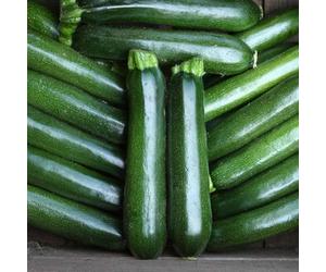 Marshalls Garden Courgette Seeds Firenze - 12 Seeds