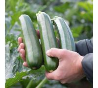 Marshalls Garden Courgette Seeds Ladoga - Early High-Yield Variety 6 Seeds