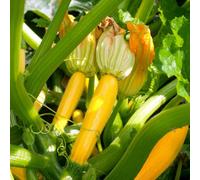 Marshalls Garden Courgette Seeds Lemona F1 High-Yield Yellow Courgette 10 Seeds