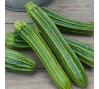 Marshalls Garden Courgette Seeds 'romanesco Latino' F1 - Ribbed High-Yield Variety (Approx. 10 Seeds)