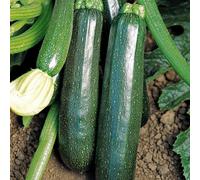 Marshalls Garden Courgette Seeds 'sure Thing' F1 (Partenon) Early-Setting Seedless Variety For Pots & Small Gardens 15 Seeds