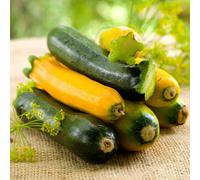 Marshalls Garden Courgette Seeds The Mediterranean Collection 3 Pack Ladoga, Lemona, Latino