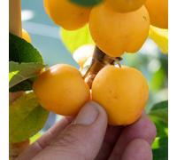 Marshalls Garden Crab Apple 'golden Hornet' Bare-Root Tree, Hardy, Pollinator-Friendly, Golden Fruit, 4-5M