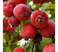 Marshalls Garden Crab Apple Tree 'jelly King' (Malus) mm106 Semi-Dwarf Bare-Root Ideal For Jelly And Jam Bare Root