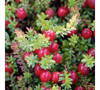 Marshalls Garden Cranberry 'pilgrim' - Evergreen Trailing Berry Plant For Pots & Hanging Baskets 2 Litre Plant