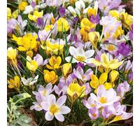 Marshalls Garden Crocus Corms 'mixed Species' Pack Of 25 Early Spring Yellow And Purple
