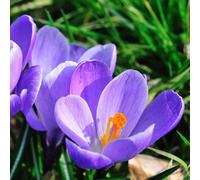 Marshalls Garden Crocus 'grand Maitre' 10-Pack Large Lilac-Blue Flowering Bulbs For Borders Lawns Rockeries And Containers