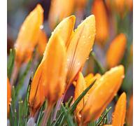 Marshalls Garden Crocus 'orange Monarch' 10 Pack - Early Spring Orange Blooms, Pollinator Friendly Bulbs