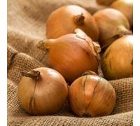 Marshalls Garden Crusado Early-Maturing Yellow Onion Sets - Long-Storing, Strong Skins 65 Sets