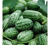 Marshalls Garden Cucamelon Seeds (Mexican Gherkin) - Bite-Sized Citrus-Like Fruits 20 Seeds