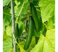 Marshalls Garden Cucumber Seeds 'burpless Tasty Green' F1 20 Seeds Mildew Resistant