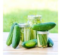 Marshalls Garden Cucumber Seeds 'goblin' - Compact High-Yield Patio Variety Approx 15 Seeds