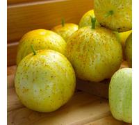 Marshalls Garden Cucumber Seeds 'lemon' 8 Seeds Round Yellow Variety