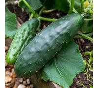 Marshalls Garden Cucumber Seeds Marketmore - 20 Seeds, Outdoor, Disease-Resistant