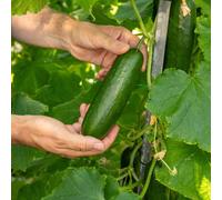 Marshalls Garden Cucumber Seeds 'mini Munch' F1 Rhs-Recommended High-Yield Snack Cucumbers 5 Seeds