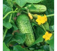 Marshalls Garden Cucumber Seeds 'picklebush' - 15 Seeds, Compact Pickling Cucumber For Pots And Small Gardens