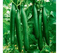 Marshalls Garden Cucumber Seeds 'telegraph Improved' Rhs Agm Heirloom, 10 Seeds