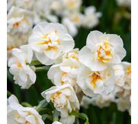 Marshalls Garden Daffodil Bulbs 'bridal Crown' - 10 Bulbs, Fragrant Double White & Yellow, Rhs Agm